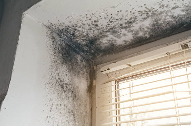 Affordable Mold Cleanup solutions in Kensington, NY